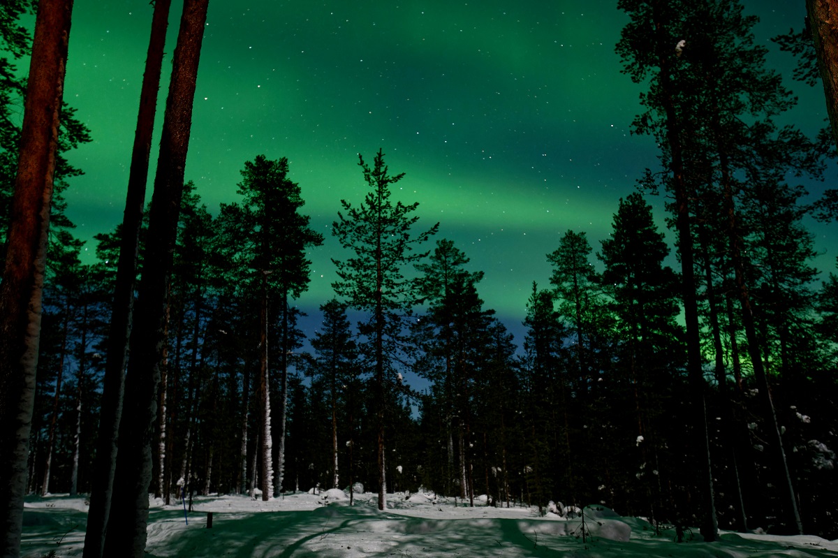 forest illuminated by northern lights