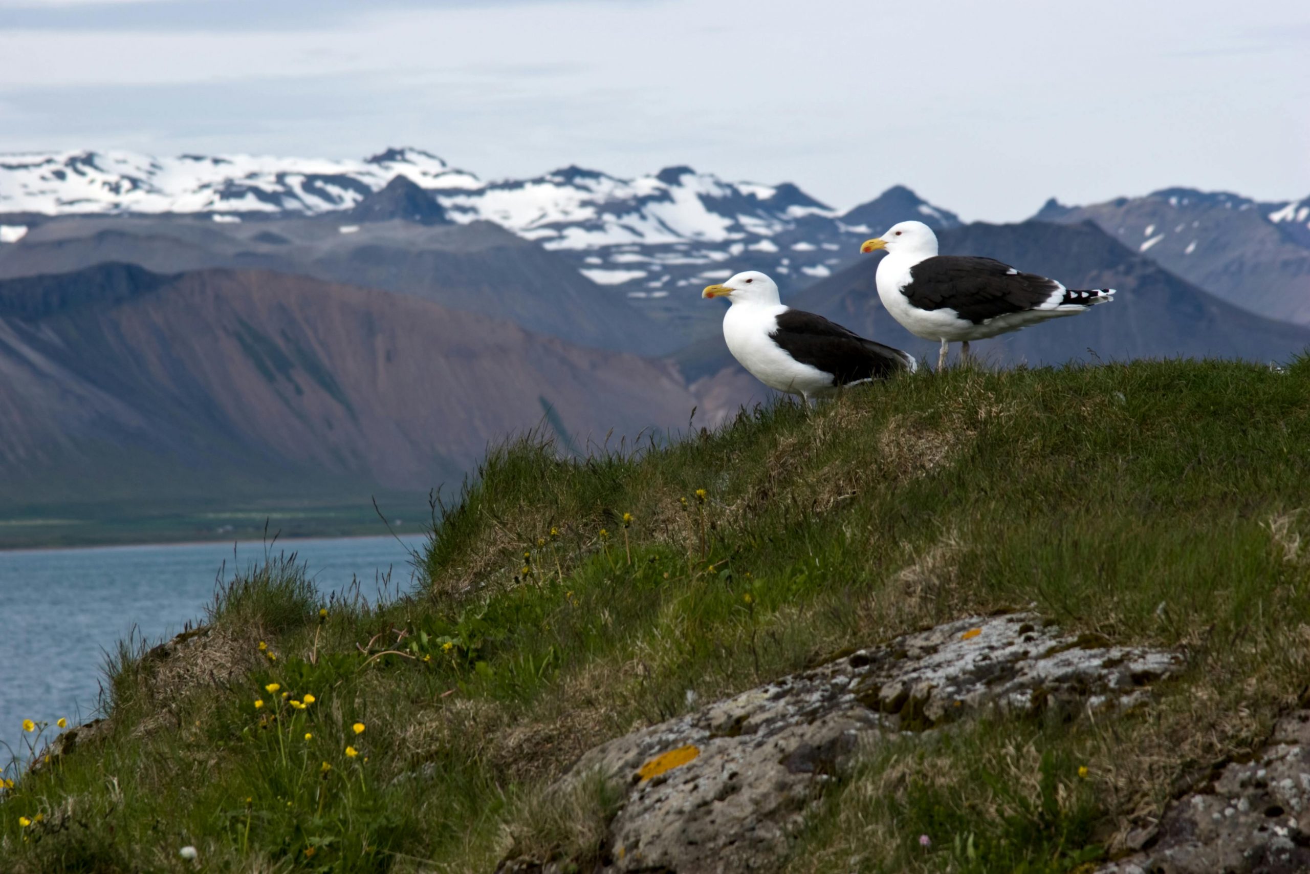 seagulls and mountains partially covered with snow in the background